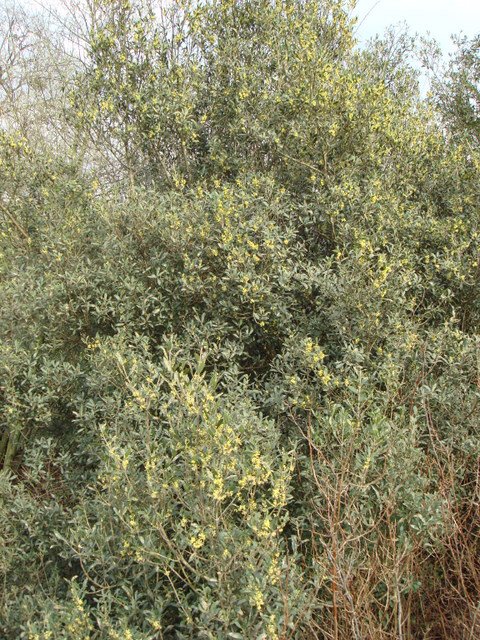 Phillyrea angustifolia P2B P16